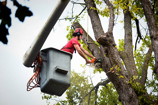 Best Dead Tree Removal  in USA